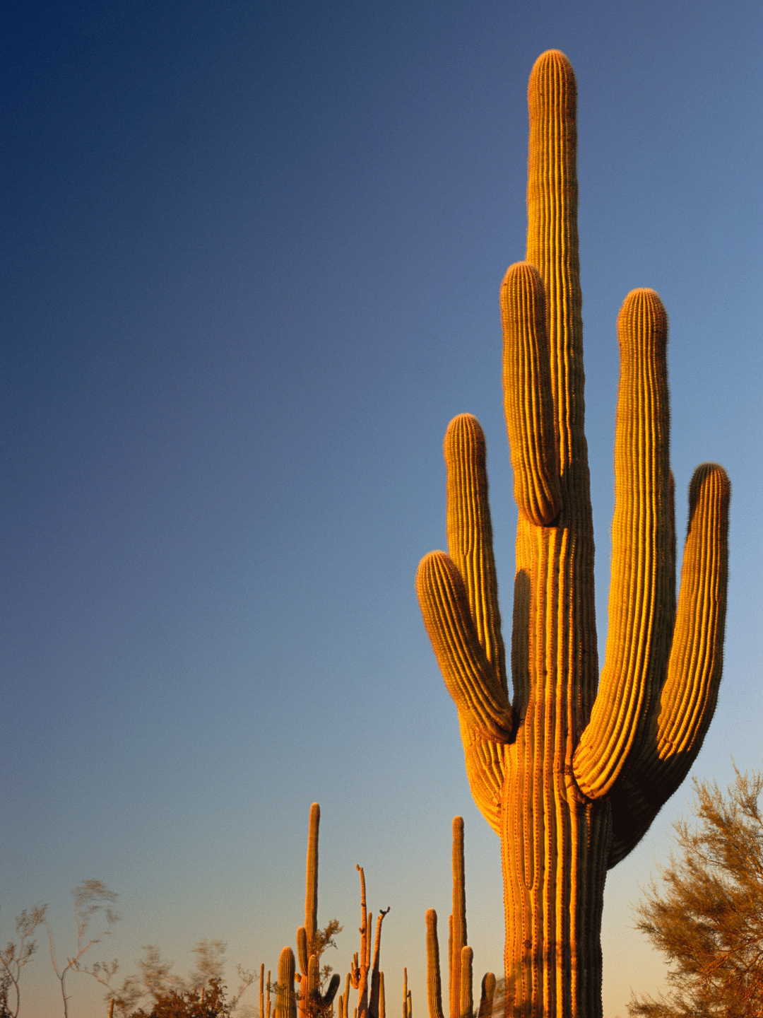 Arizona landscape for business transactions
