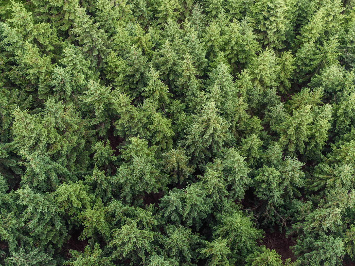 Ridgefield Partners team collaborating in corporate office